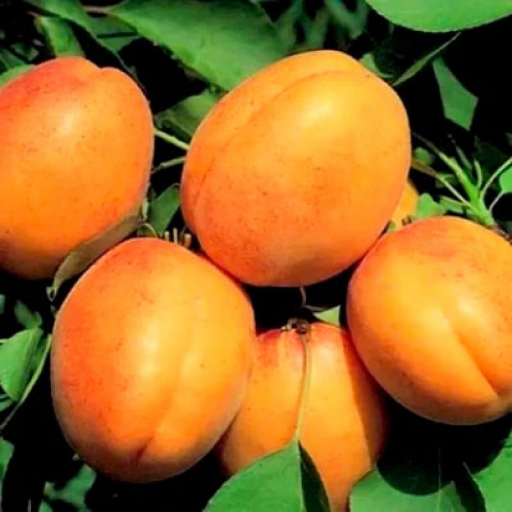 Сорт абрикоса чемпион севера фото и описание