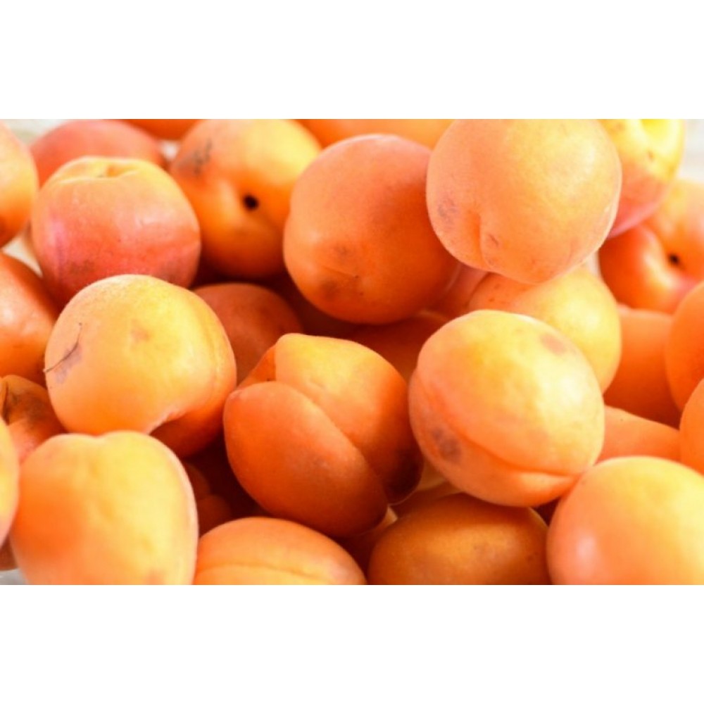 Априум (Плумкот, Плуот — гибрид абрикоса и сливы) саженцы купить в Москвепо цене от 611 руб.