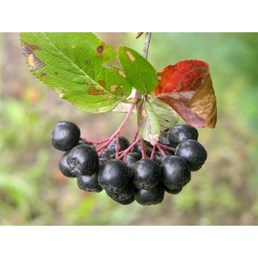 Признаки черноплодной рябины. Арония черноплодная. Aronia melanocarpa. Черноплодка арония. Плоды аронии черноплодной.