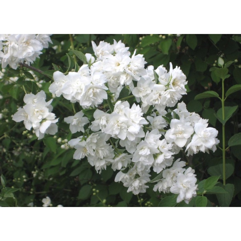 жасмин махровый белый садовый фото