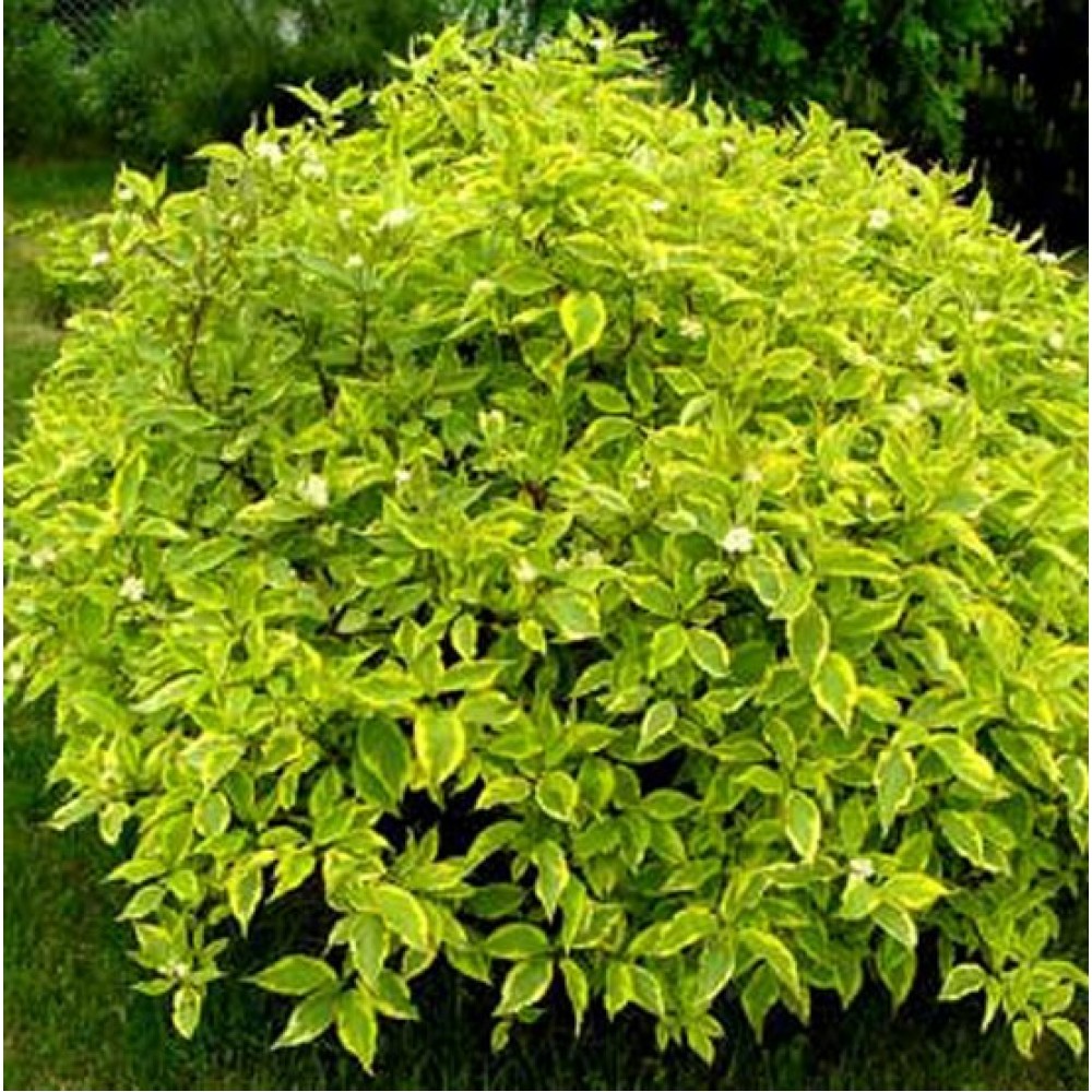 Дерен белый (Cornus Alba `Aurea`)