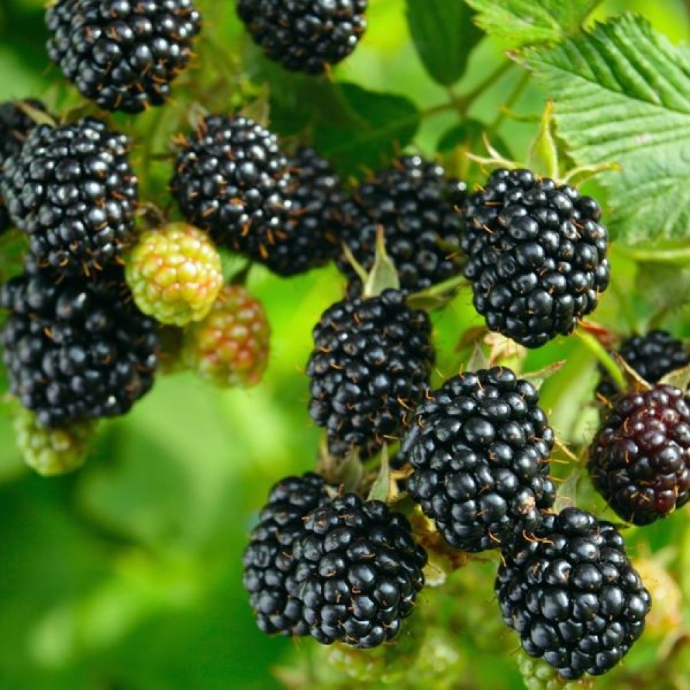 Ebony king blackberry plant size