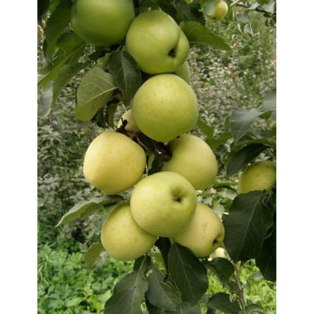 Колоновидные яблони для сибири сорта фото