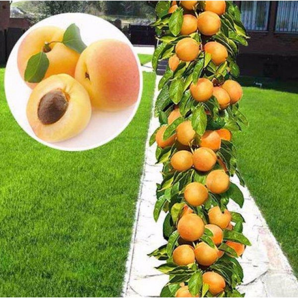 Персик колоновидный тотем