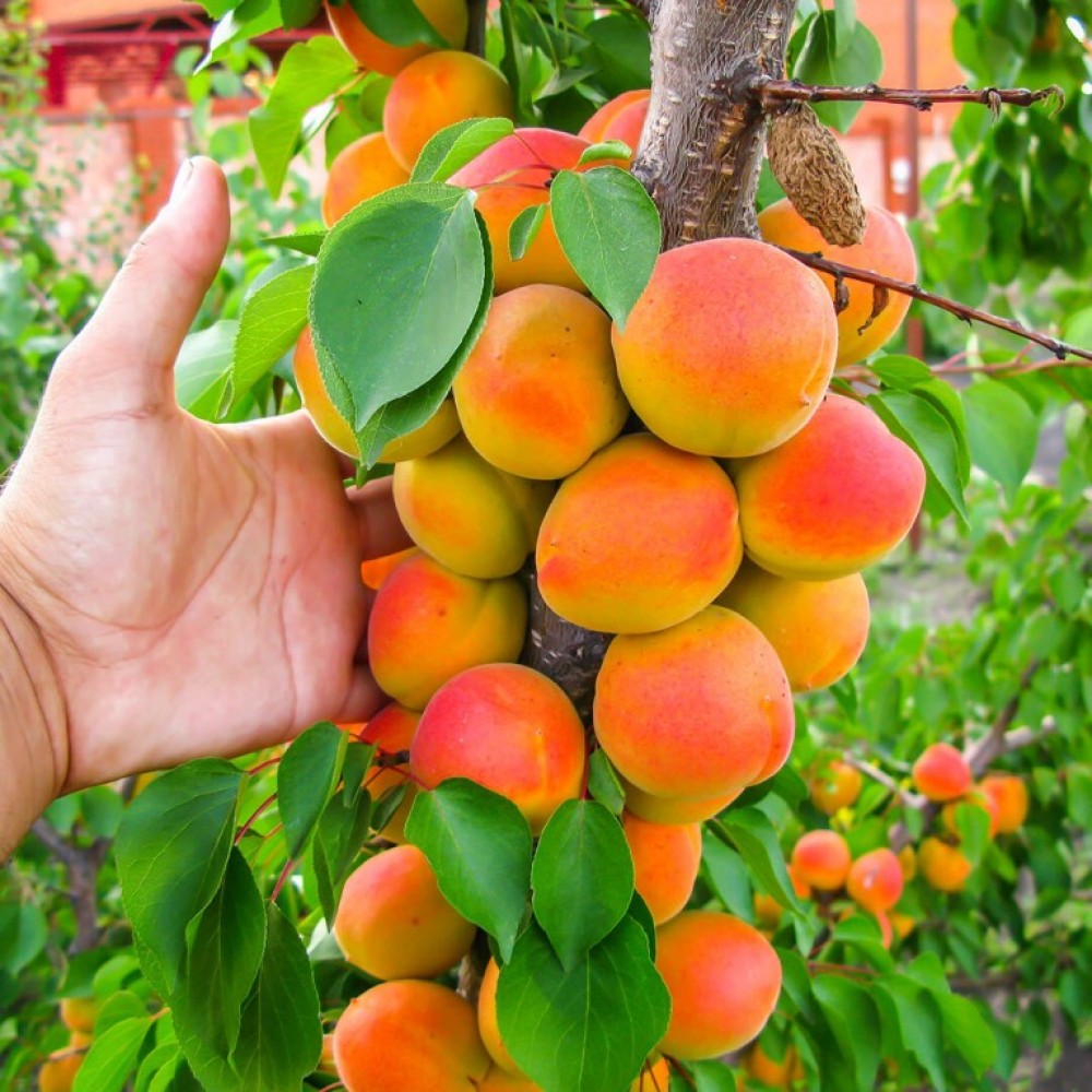 Сорт абрикоса медовый фото и описание сорта
