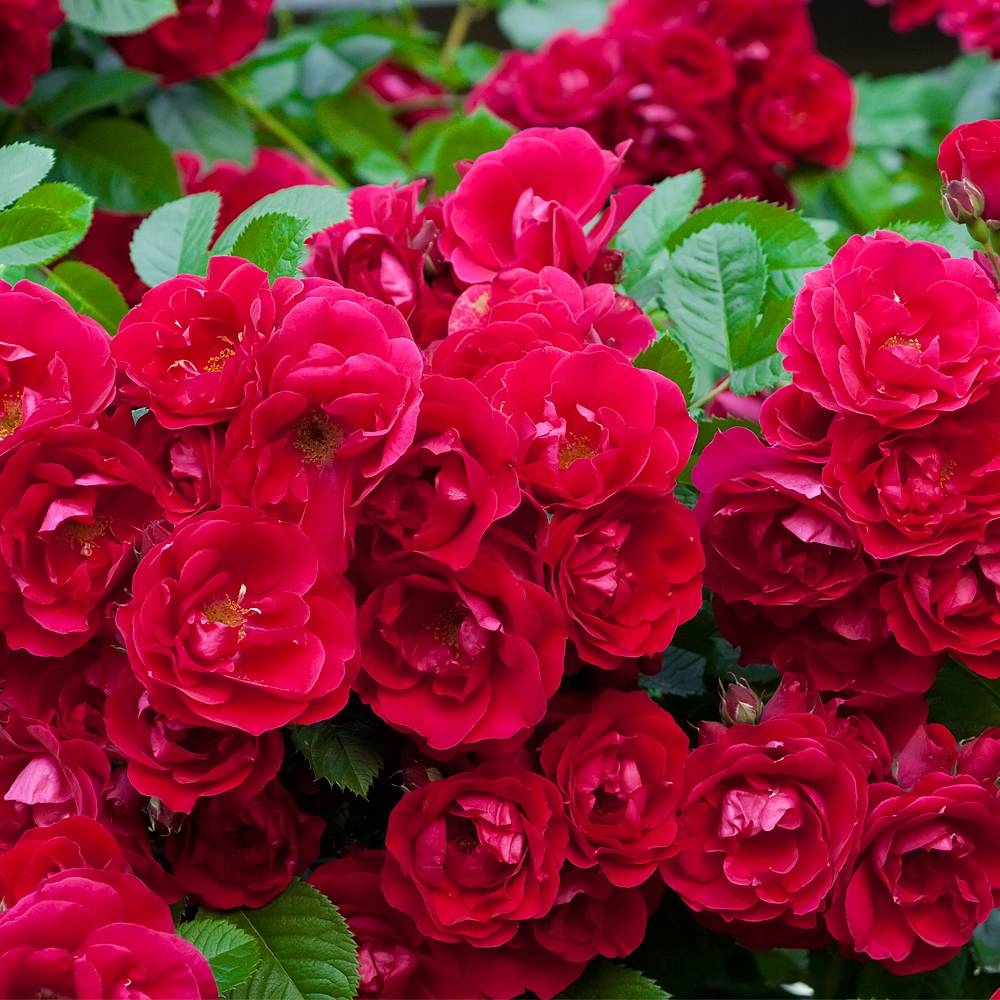 Роза Фейри красная почвопокровная