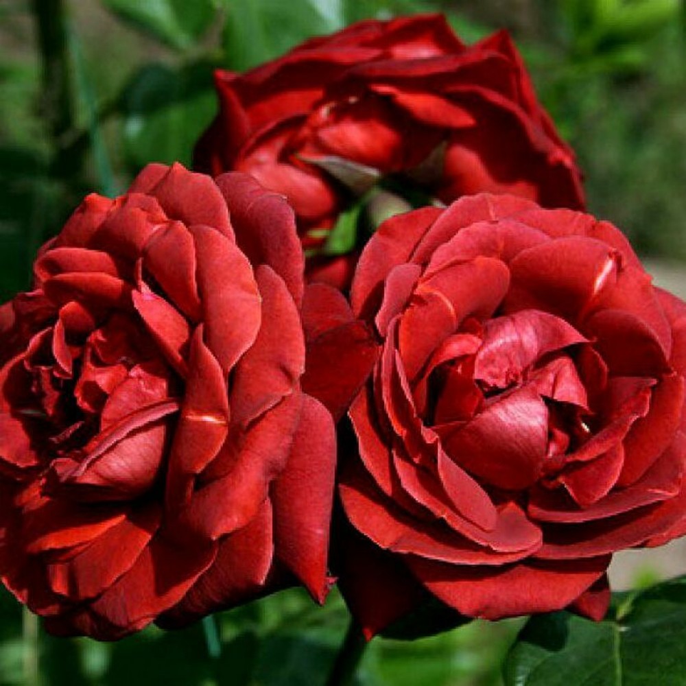 Терракотовые Розы
