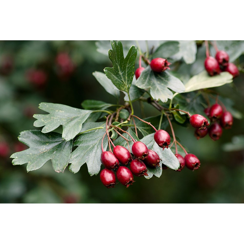 Фото боярышника. Crataegus monogyna,боярышник. Боярышник однопестичный (monogyna). Боярышник однопестичный Crataegus. Боярышник (Боярка) однопестичный.