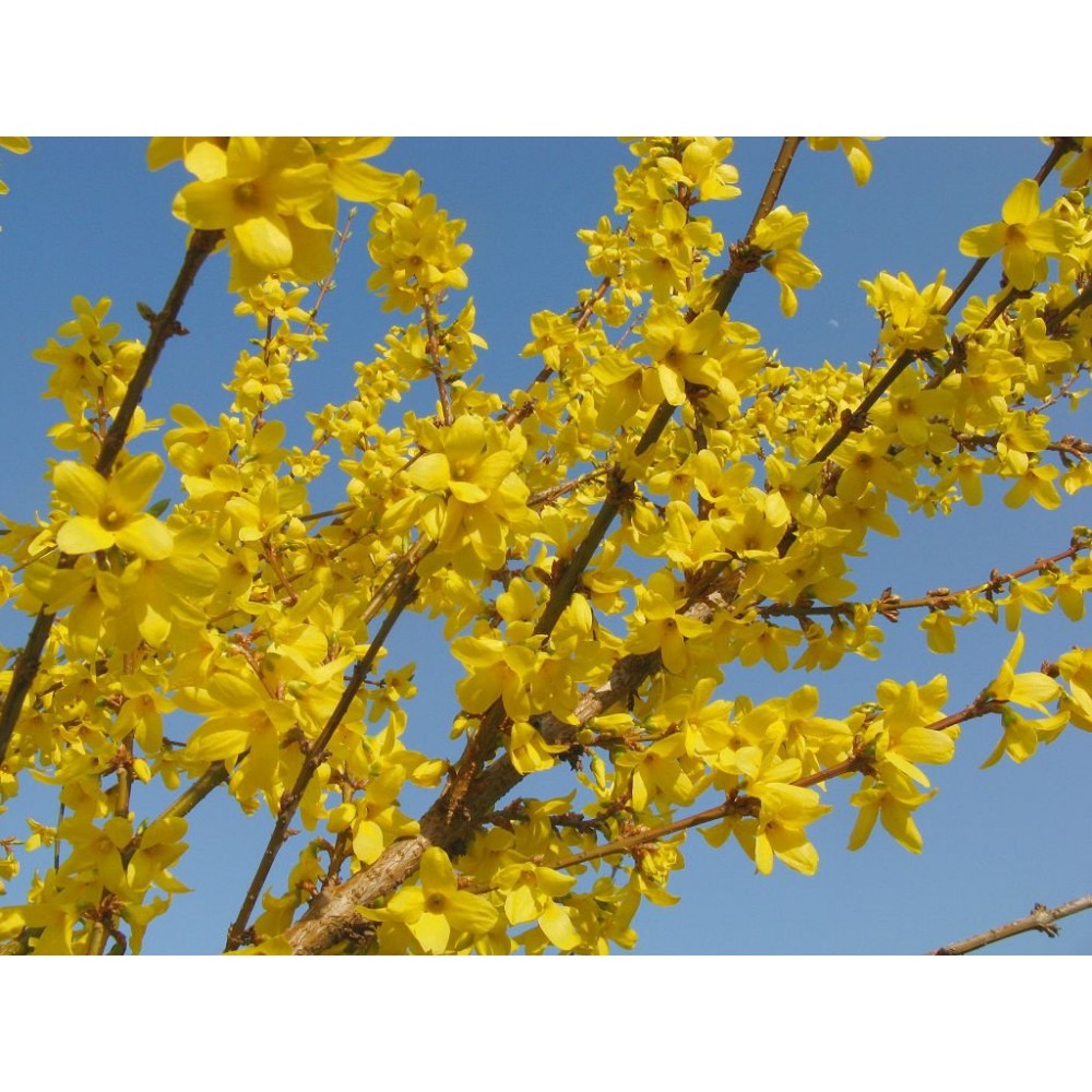Куст цветет желтыми цветами ранней весной