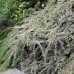 Кизильник variegata