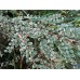 Кизильник variegata