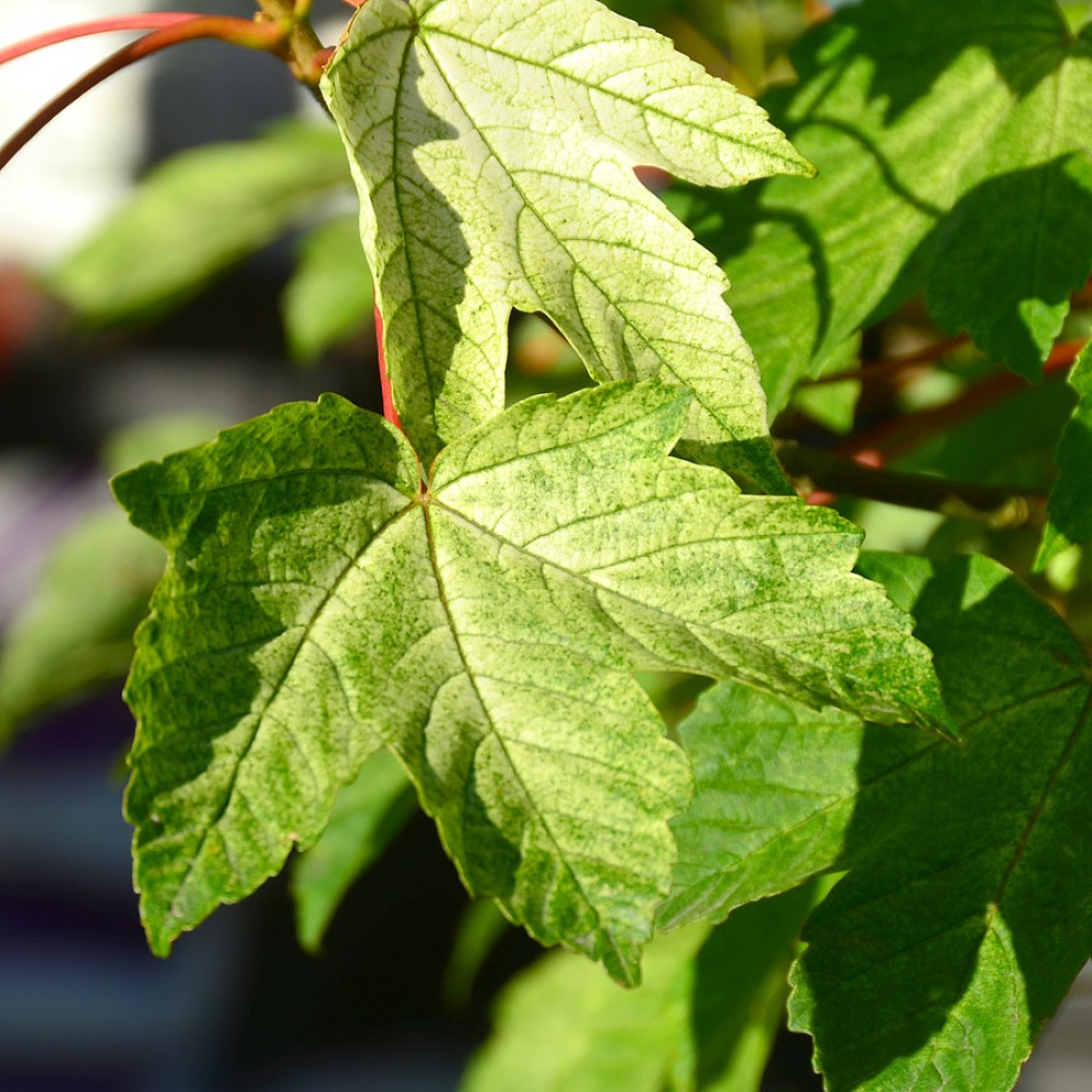 Белый клен. Клен Ложноплатановый Явор. Клен Ложноплатановый (Acer pseudoplatanus). Клен Ложноплатановый Бриллиантиссимум. Acer pseudoplatanus 'Brilliantissimum'.