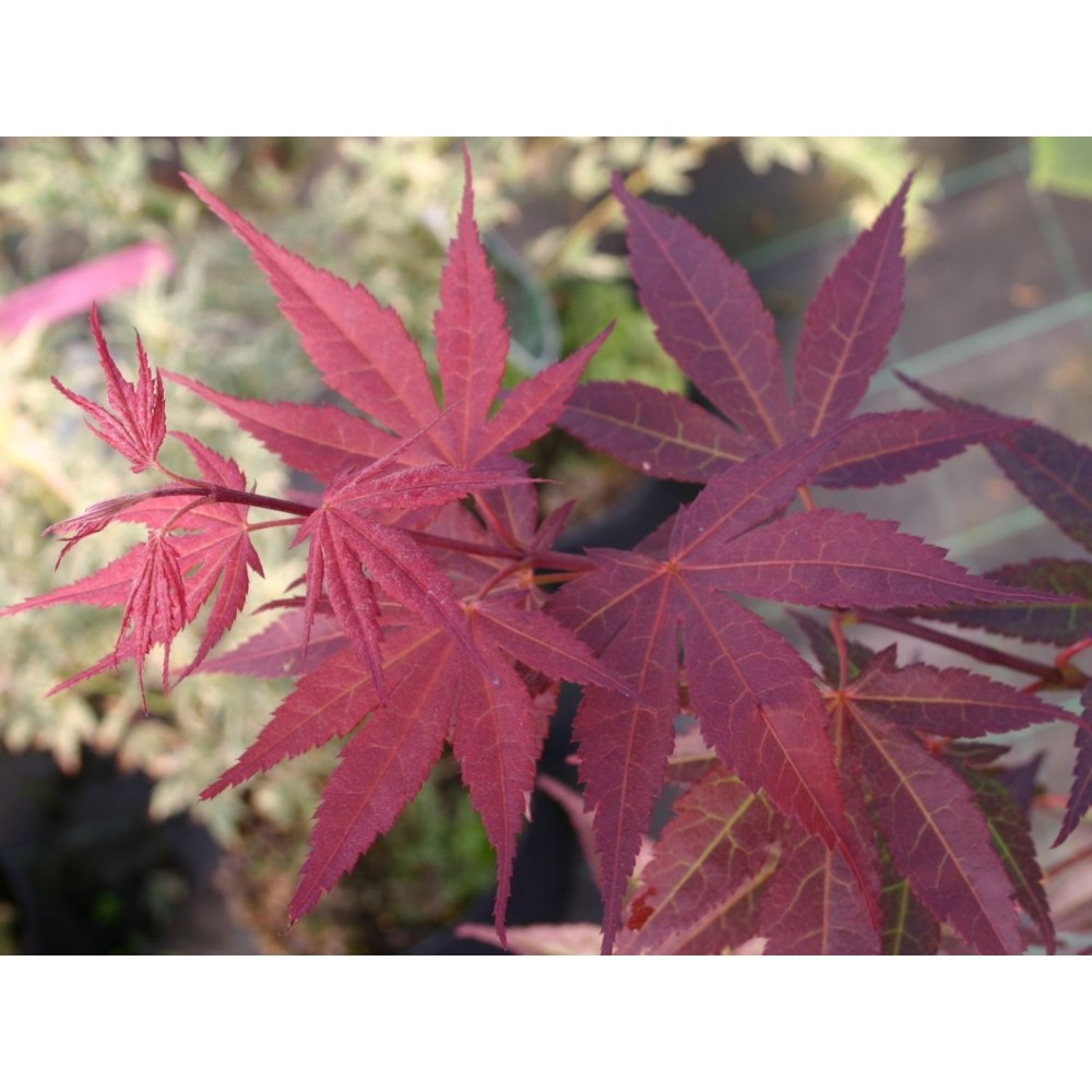 Клен дланевидный Атропурпуреум Acer palmatum Atropurpureum