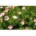 Лапчатка кустарниковая lovely pink
