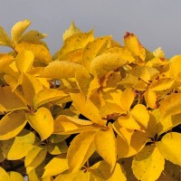 Виноград девичий пятилисточковый yellow wall