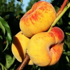 Персик инжирный Бельмандо