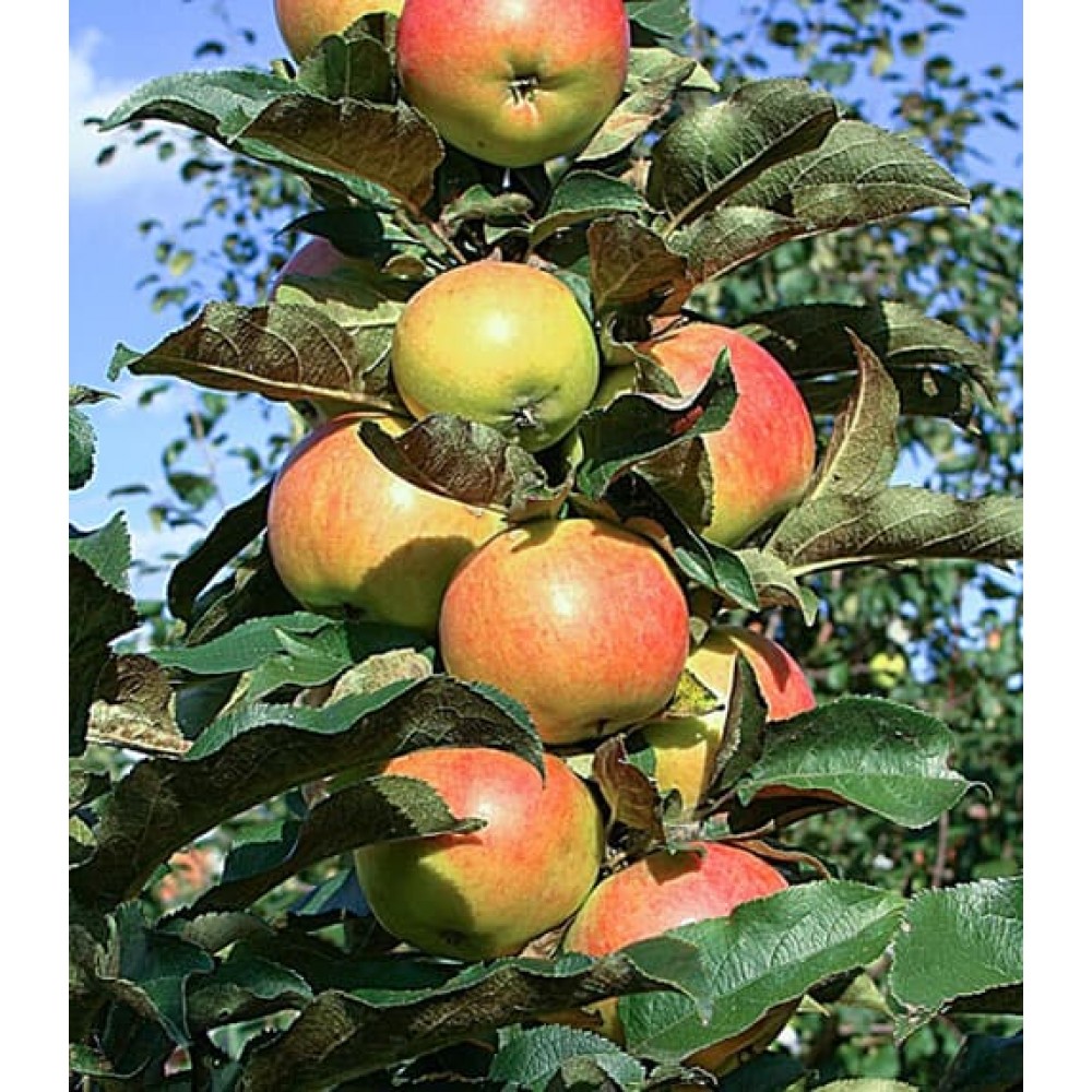 Яблоня колоновидная есения описание сорта фото