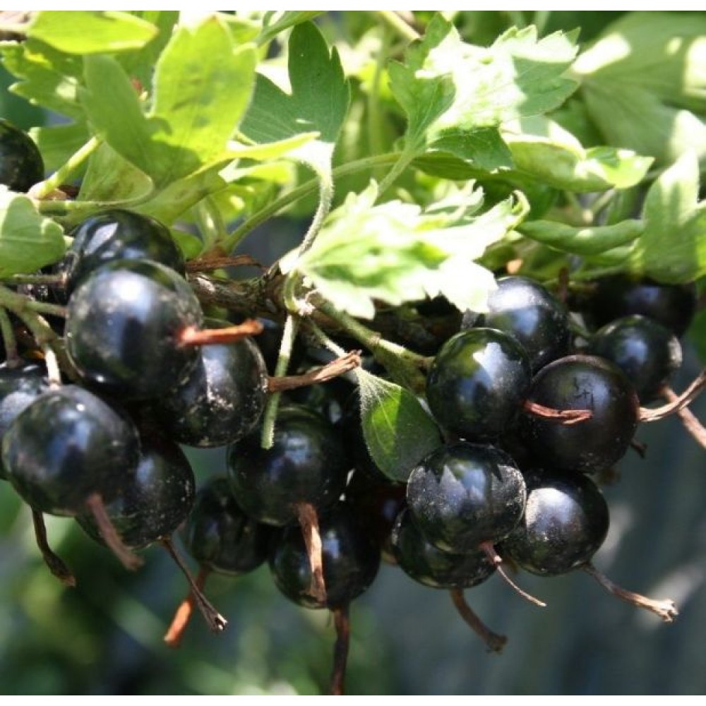 Смородина оплата. Смородина золотистая Венера. Смородина золотистая (ribes Aureum). Йошта Рекст. Золотистая смородина и йошта.