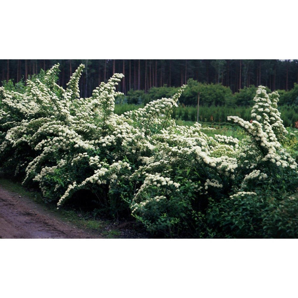 Спирея ниппонская фото. Спирея ниппонская. Спирея ниппонская Spiraea nipponica. Спирея ниппонская Сноумаунд с2. Спирея ниппонская Джун Брайд.