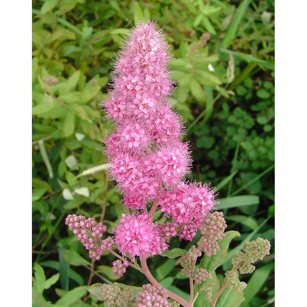 Спирея дугласа описание. Спирея Дугласа Spiraea douglasii. Спирея «Дугласа» («douglasii»). Спирея Дугласа куст. Спирея иволистная.