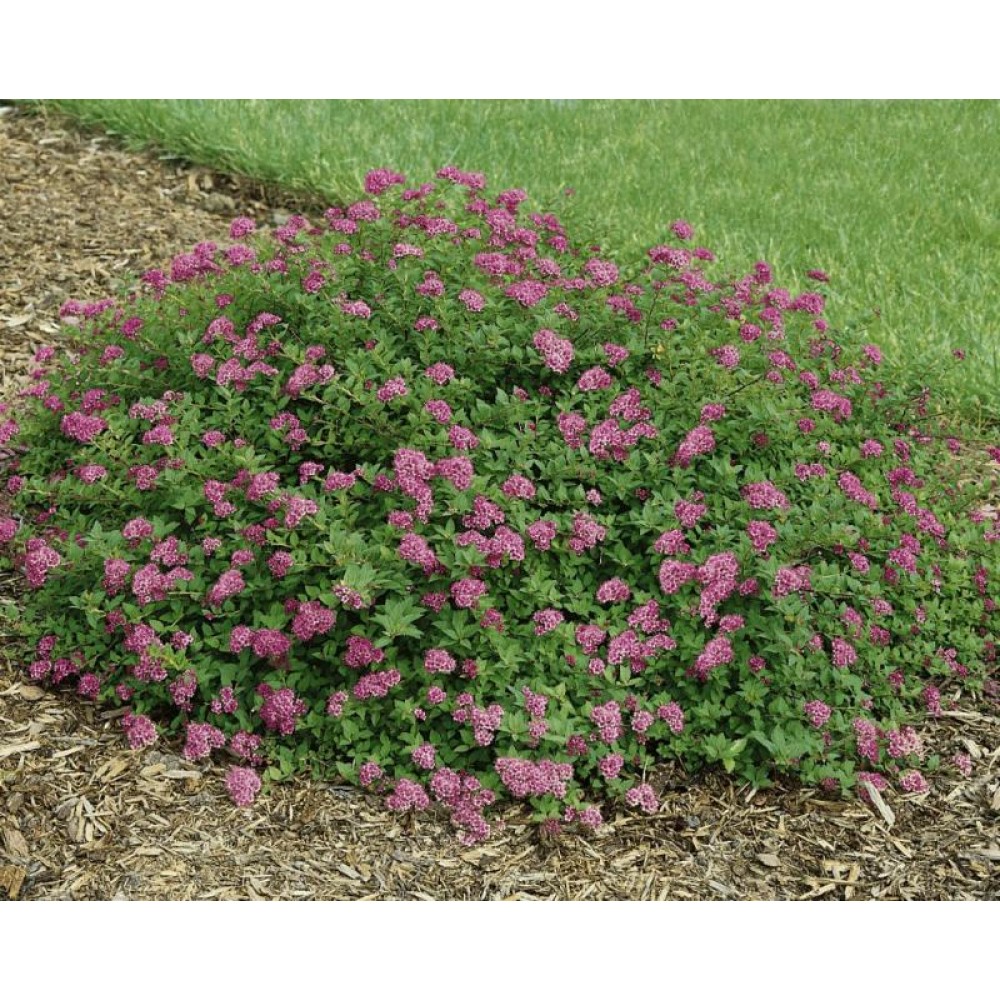 Спирея джапаниз дварф. Спирея Nana. Spiraea japonica 'Nana'.