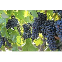 Виноград плодовый Каберне Савиньон
