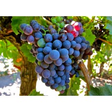 Виноград плодовый Шуйлер