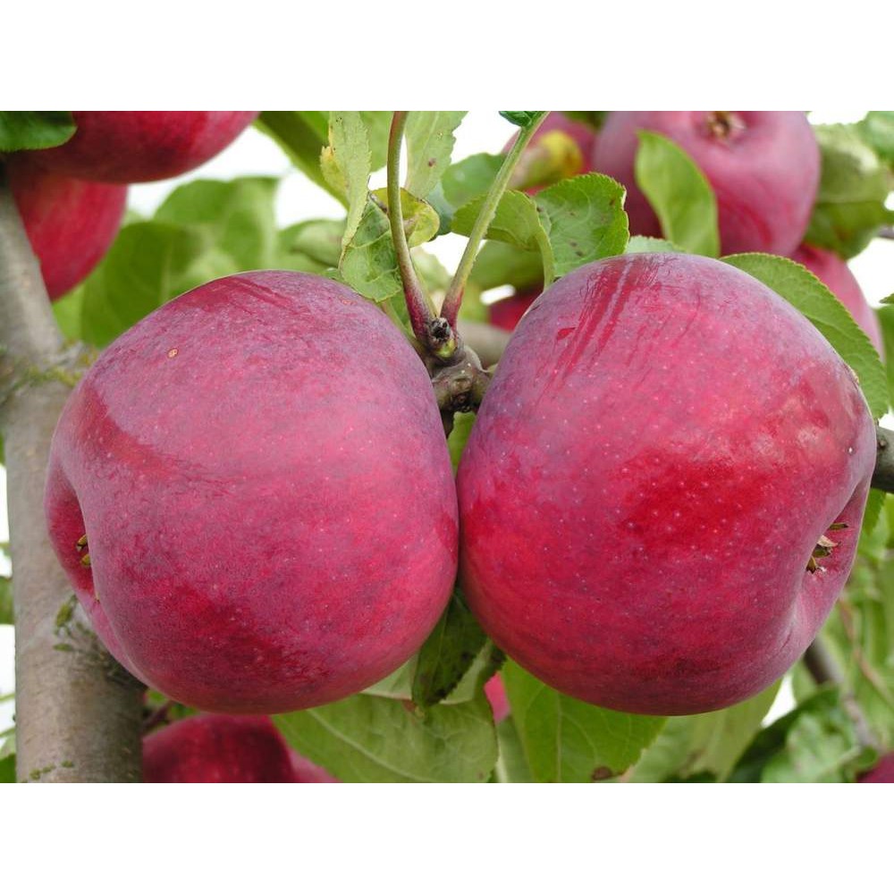 Купить плодовые деревья в беларуси. Яблоня Антей. Сорт яблони Антей. Сорт яблок макинтош.