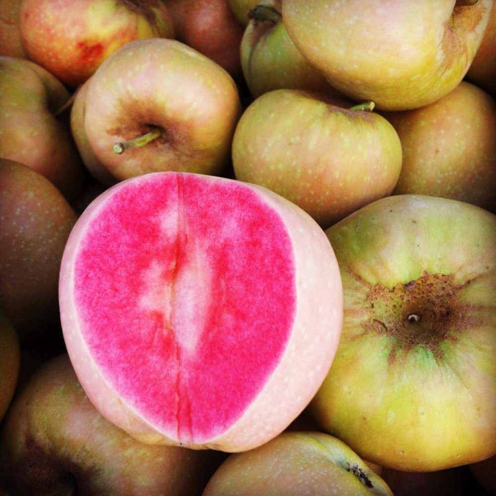 яблоня розовый жемчуг фото