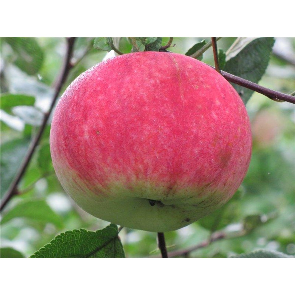 Осенние сорта яблок. Сорт яблони Юный натуралист. Сорт яблони Юннат. Яблоня Медуница осенний сорт. Сорт яблок Юннат.